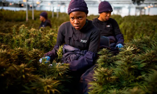 TweeterReynolds's tweet photo. Lesotho firm first in Africa to be granted EU licence for medical #cannabis. Breakthrough could create thousands of jobs for villagers and help exports to other markets. #EndOurPain #drugspolicy https://t.co/KZp2lXKlvz https://t.co/emvpRfZBmn