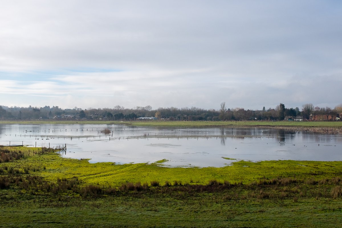 The water levels rise and fall by up to 5m a year (66-71m), flooding ponds and paths and providing flood plain catchment for the River Blackwater as well as run off from the surrounding hills and A31 and A331 roads.  #SaveTicesMeadow  #EarthDay  