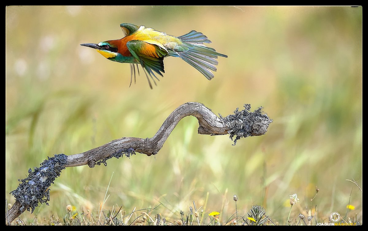 fj2marquez's tweet image. QUISIERA TENER ALAS PARA VOLAR
Continuamos con los Abejarucos Europeos. 

Fotografía desde Hide. 
Equipo: #fujifilmxt3 + #fujinon 100-400 mm

@fujifilm_es @STAFpuntoes @hacerfotos @AFAAntequera 

Como se suele decir... si te gustan, dale un like 👍