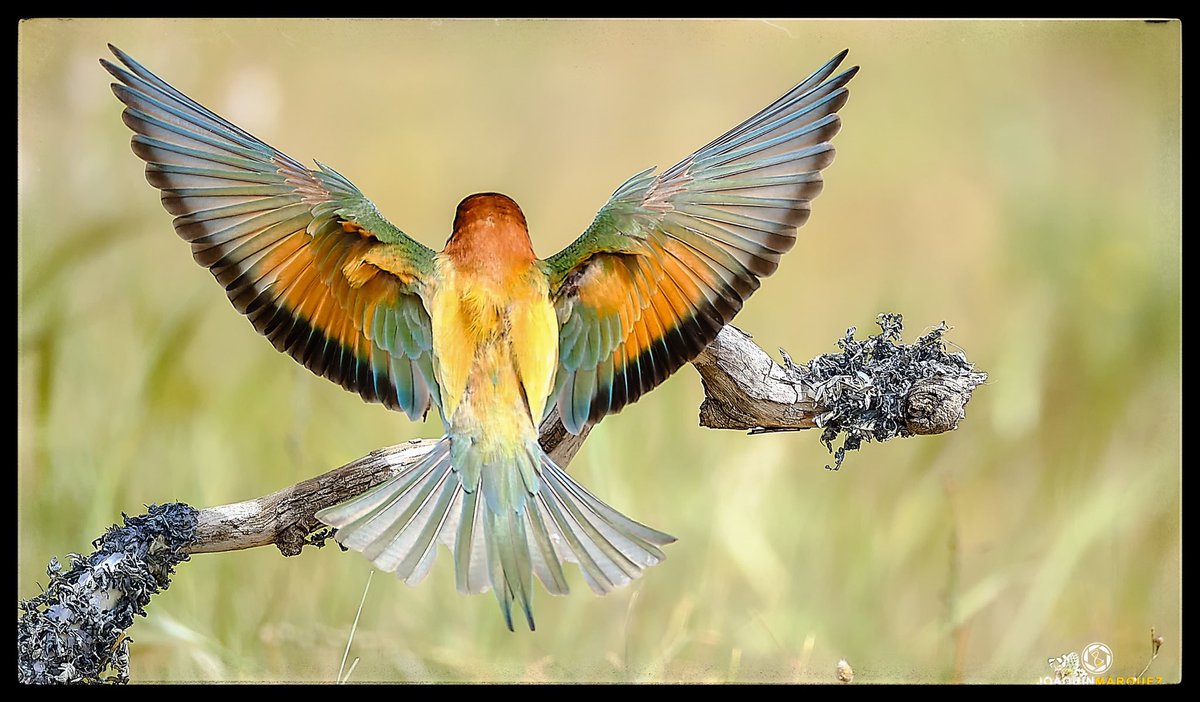fj2marquez's tweet image. QUISIERA TENER ALAS PARA VOLAR
Continuamos con los Abejarucos Europeos. 

Fotografía desde Hide. 
Equipo: #fujifilmxt3 + #fujinon 100-400 mm

@fujifilm_es @STAFpuntoes @hacerfotos @AFAAntequera 

Como se suele decir... si te gustan, dale un like 👍