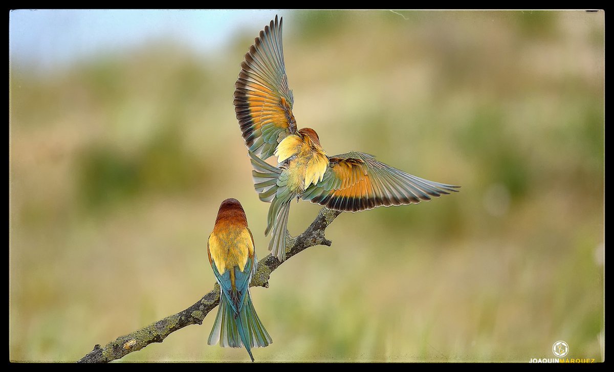 fj2marquez's tweet image. QUISIERA TENER ALAS PARA VOLAR
Continuamos con los Abejarucos Europeos. 

Fotografía desde Hide. 
Equipo: #fujifilmxt3 + #fujinon 100-400 mm

@fujifilm_es @STAFpuntoes @hacerfotos @AFAAntequera 

Como se suele decir... si te gustan, dale un like 👍