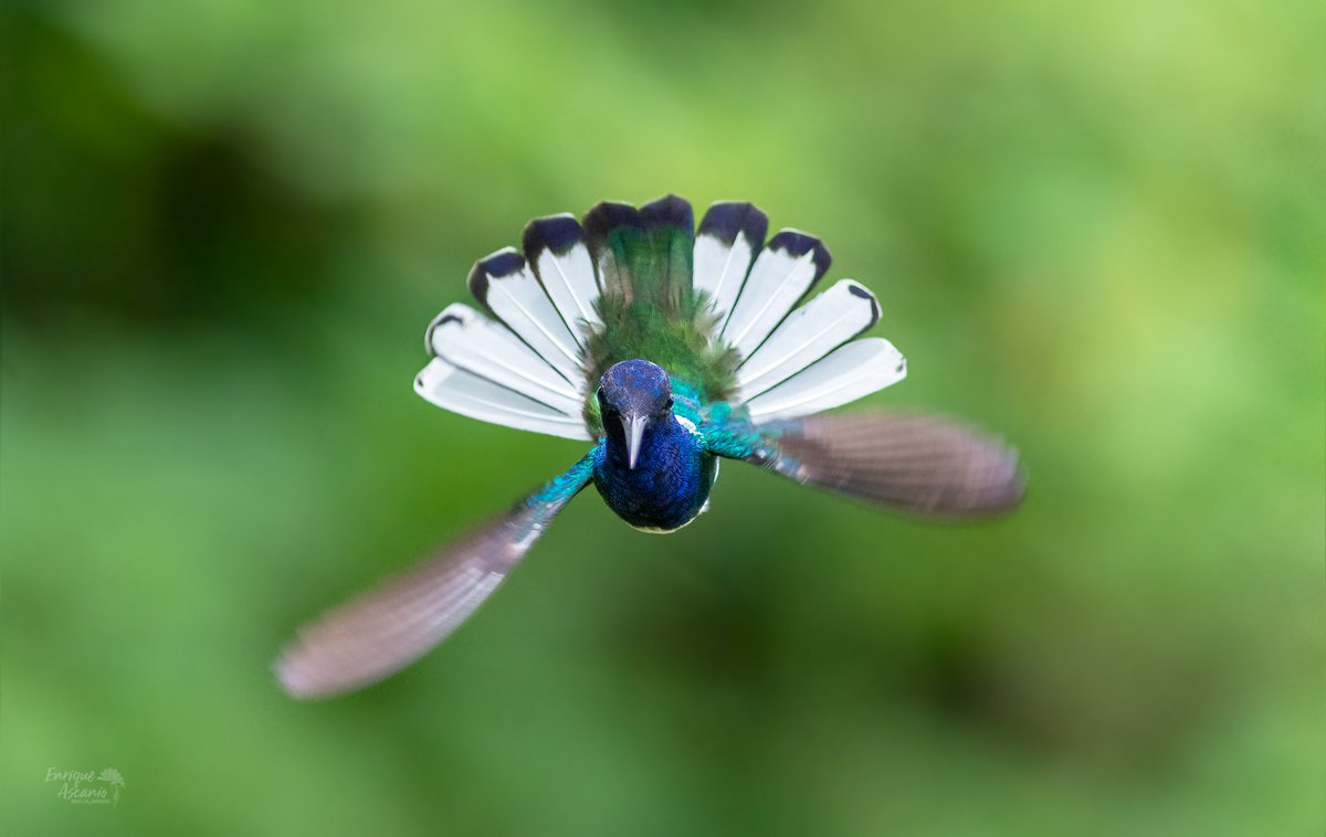 AHummingbirds's tweet image. 70 aleteos por segundo, unos 4 mil por minuto, al día deben visitar unas 2 mil flores para poder mantenerse vivos, la cantidad de depredadores a su alrededor, las luchas por mantener sus parches de flores, muchos en peligro crítico, cómo no ayudarlos? Colibrí nuca blanca buen día