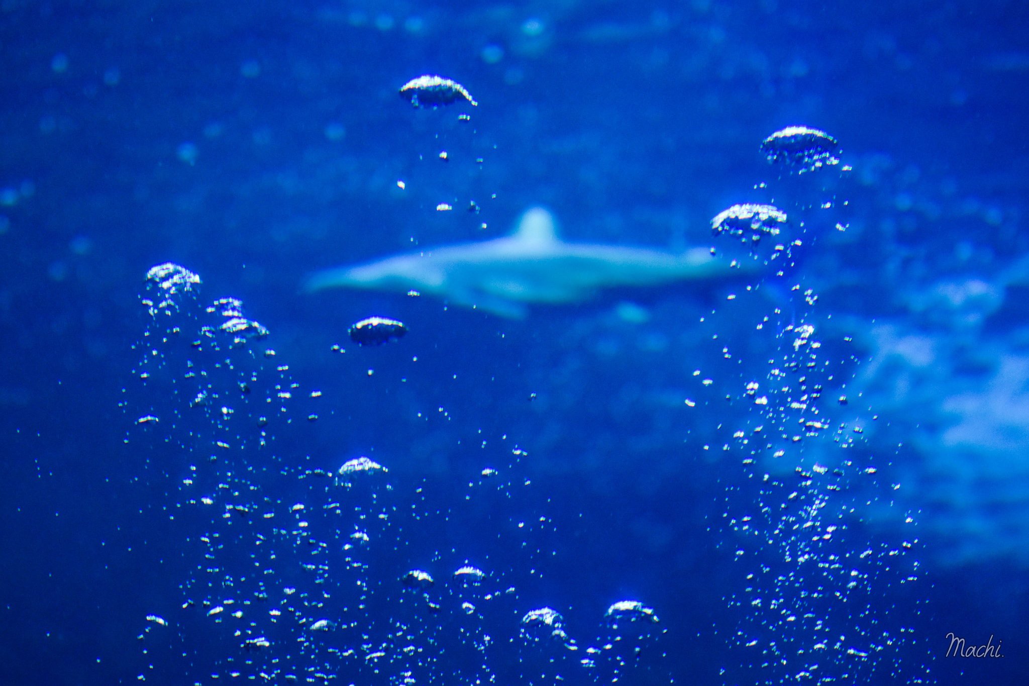 まちまちこ On Twitter 奥に潜むものは 水族館 写真好きな人と繋がりたい ファインダー越しの私の世界 キリトリセカイ 写真 Photo Photography Https T Co Oxdkhqnbnx Twitter
