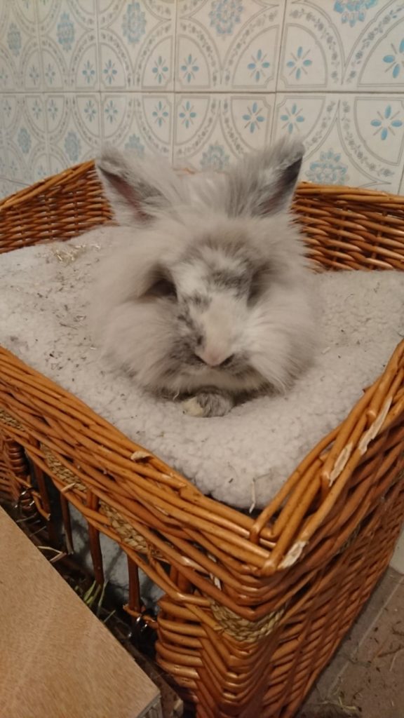MargueriteCie's tweet photo. #JeudiPhoto
Zoom sur l'adorable Plouf! 
Cette petite tête de lion est très dynamique &amp; futée. Elle est joueuse et apprend très vite. Son défaut : une addiction peu recommandable aux pâtes!
Pour en savoir plus sur Plouf et comment l'adopter 🐰 https://t.co/jyw4trj93Y https://t.co/OGd2ajvuuu
