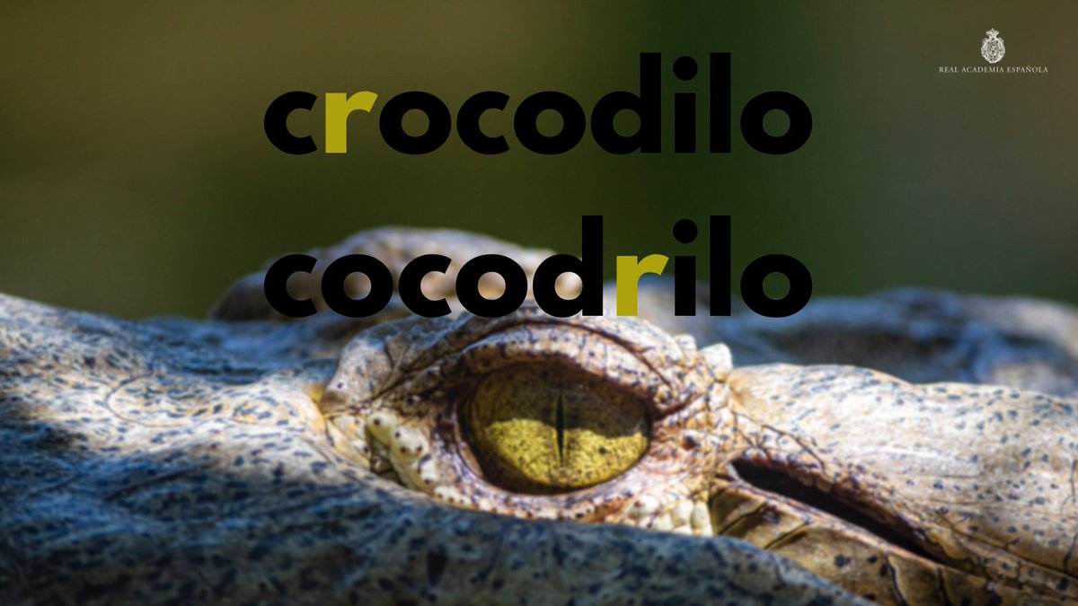 RAEinforma's tweet photo. La metátesis es el cambio de lugar de algún sonido en un vocablo. Es un fenómeno común en la evolución de las palabras. Aquí tienen algunos ejemplos:

crocodilo > cocodrilo
miraglo > milagro
murciégalo > murciélago

¿Proponen más casos? https://t.co/R1r7p5G7kp