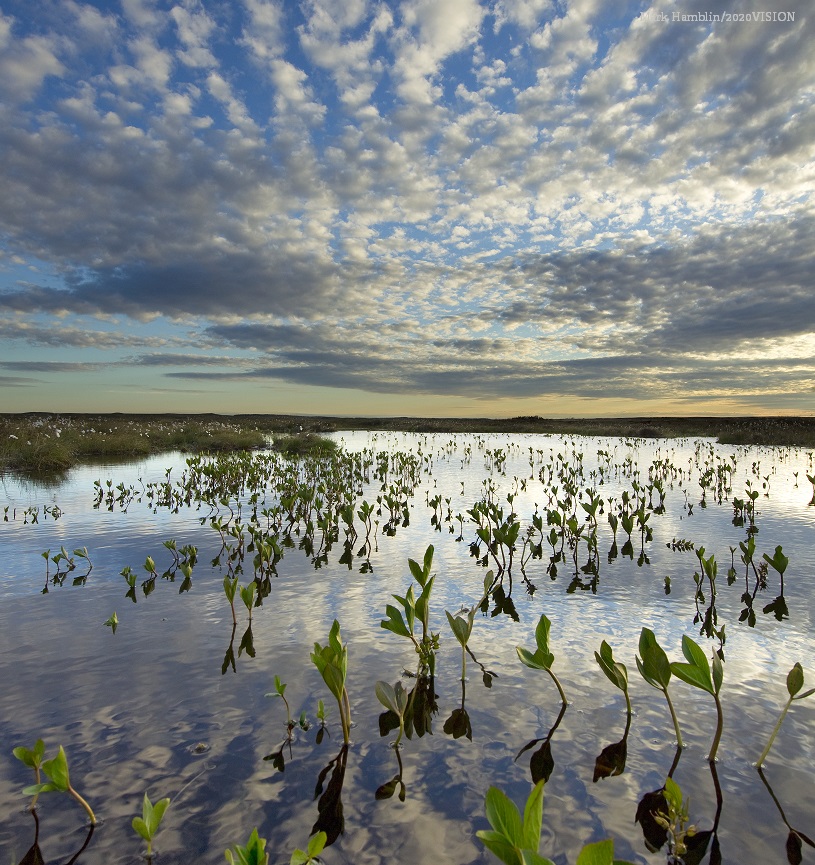 WildlifeTrusts's tweet photo. Happy #EarthDay!!🌏🌍🌎

🌊Seagrass captures carbon 35 times faster than rainforests
🌱UK peatlands store 3.2 billion tonnes of carbon
🌳UK woodlands soak up around 21 million tonnes of carbon a year
It's time to treasure our precious natural world. We need it more than we know. https://t.co/aZh2nja6jJ