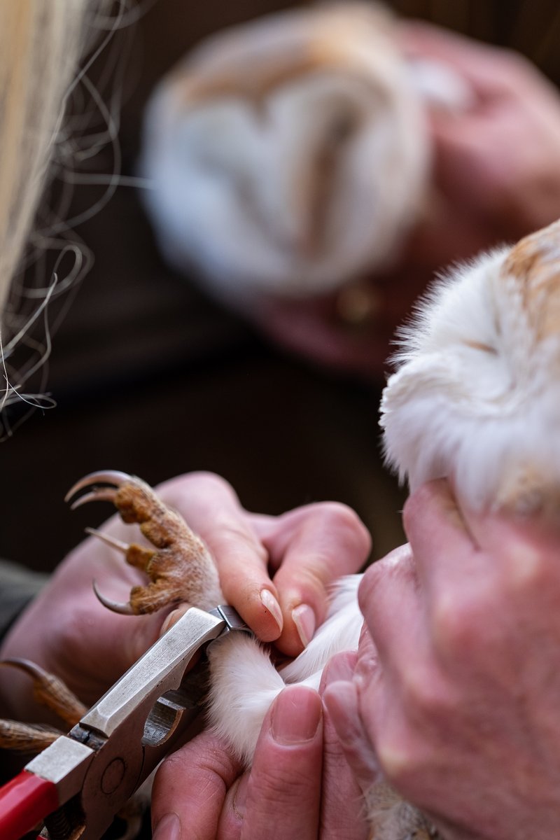 The  @TicesMeadow Bird Group document and survey all the birds and other species found in the nature reserve. They conduct several bird-ringing events per year as well as hosting an annual BioBlitz event, when pandemic restrictions allow.  #SaveTicesMeadow  #EarthDay  