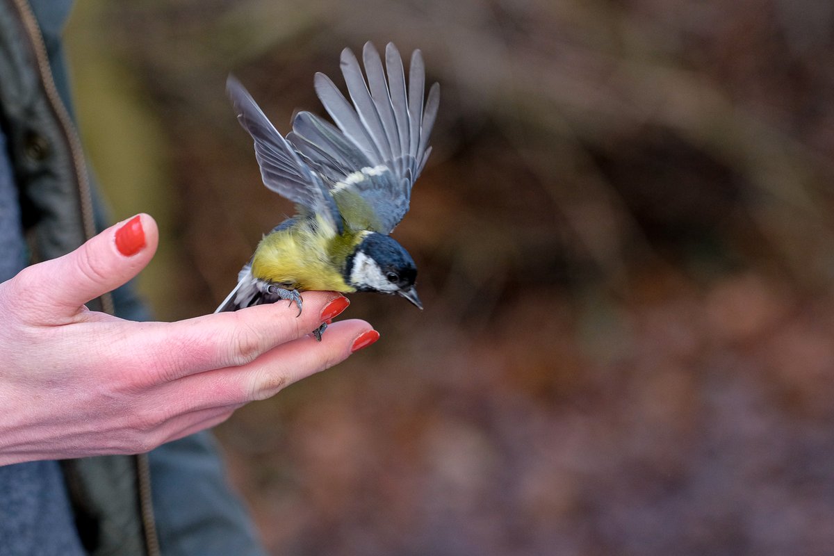 The  @TicesMeadow Bird Group document and survey all the birds and other species found in the nature reserve. They conduct several bird-ringing events per year as well as hosting an annual BioBlitz event, when pandemic restrictions allow.  #SaveTicesMeadow  #EarthDay  