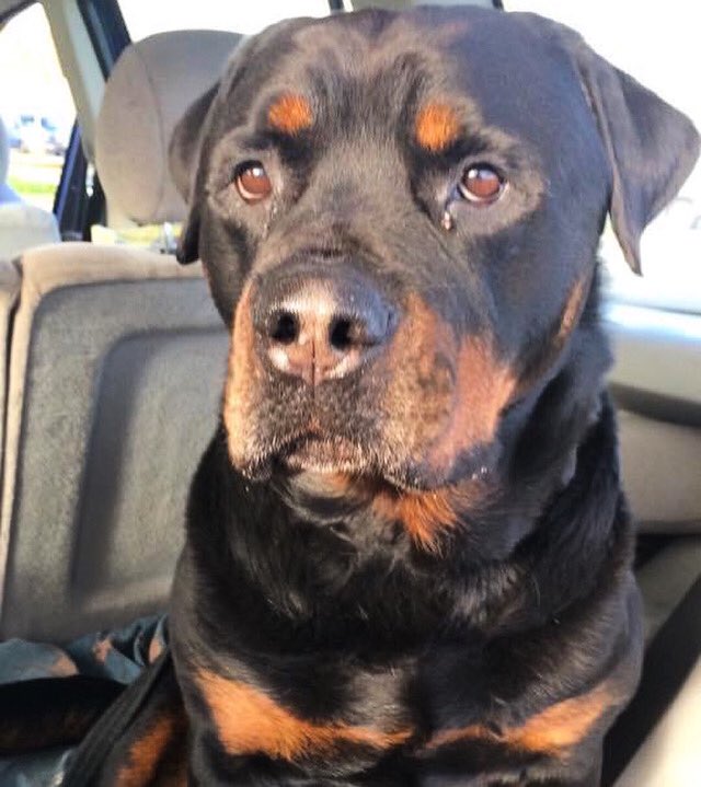 Throwback to when we had to take Kaiser with us on road trips because of his separation anxiety. #throwbackthursday #rottweiler #rainbowdog #rottie #rottiesofinstagram #rottielove #rottweilerworld #rottweilerlife #cutedogs #cuteface