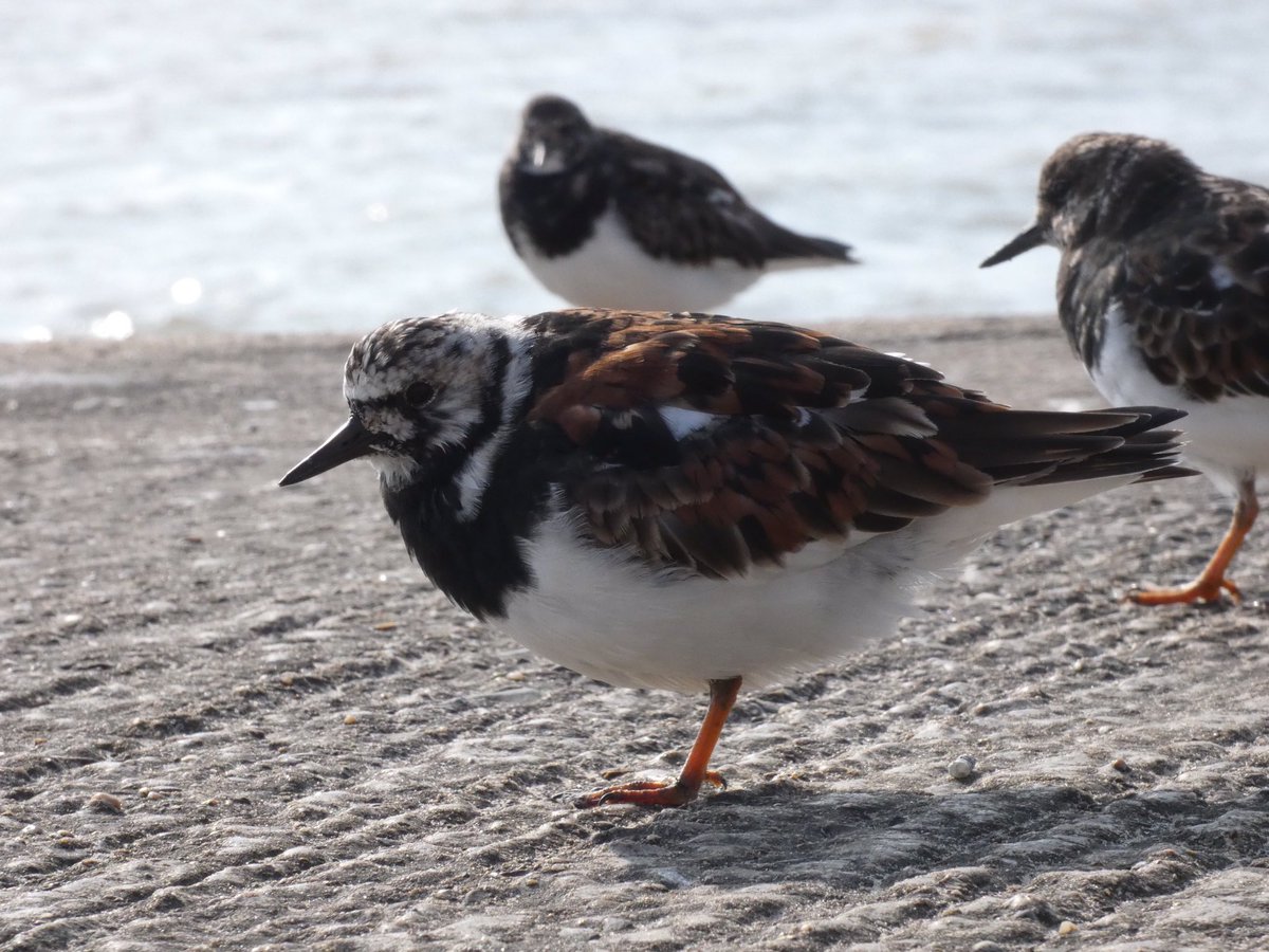 RT @quaker2607: Turnstones at Gorleston