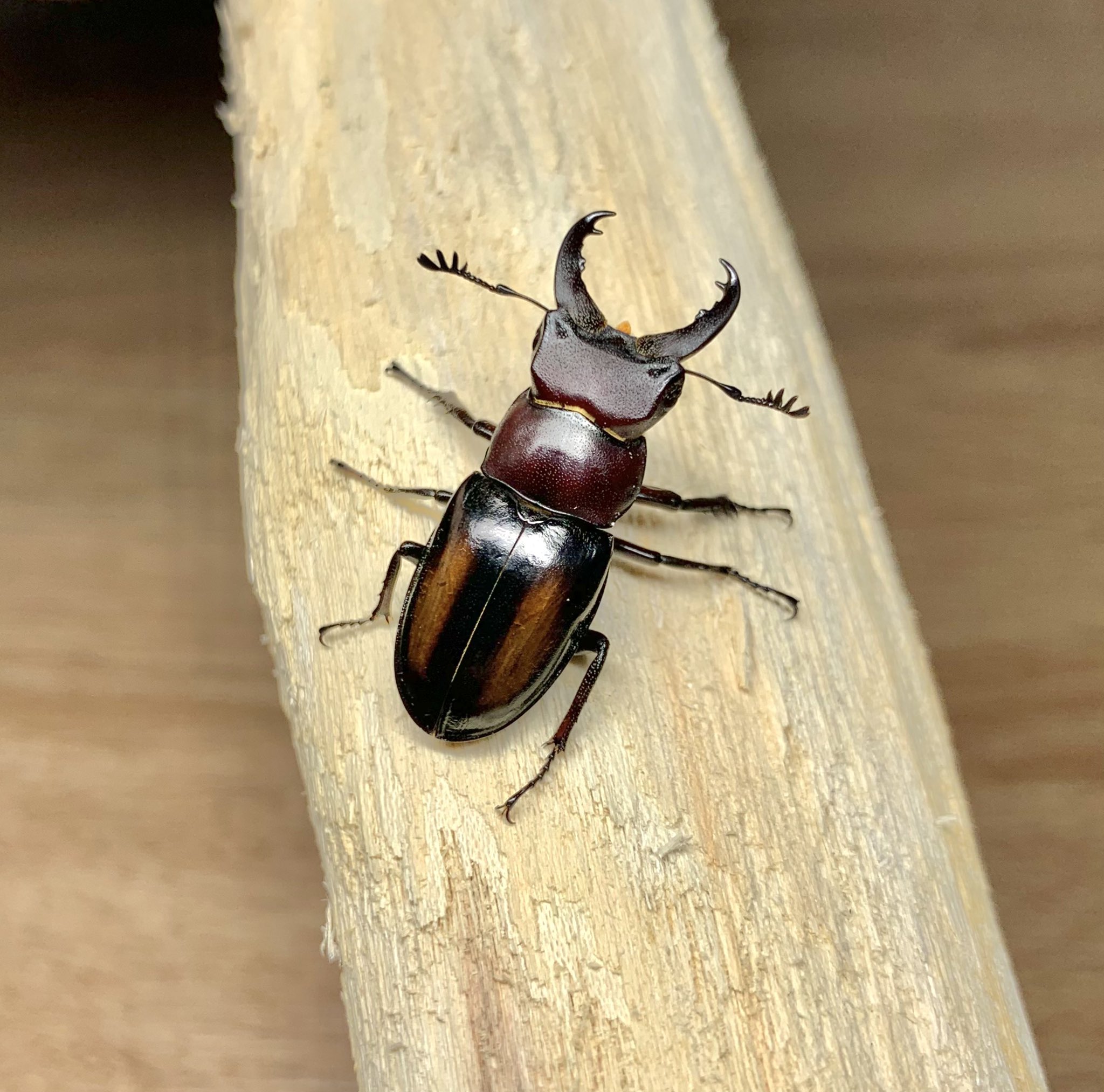 超激得，本物保証 超貴重 黄紋タイプ ミクラミヤマ クワガタ標本