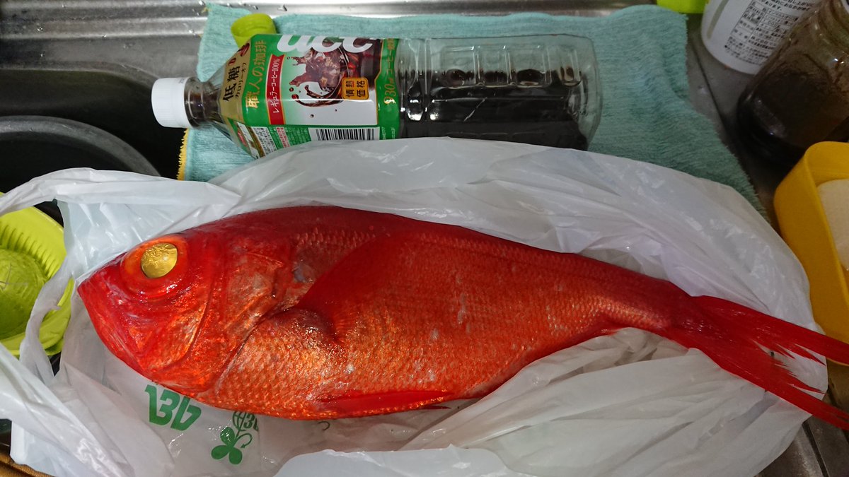 ハチ子 على تويتر ｽｹﾞ ヽ ﾟdﾟ ﾉ これ何 こんなデカい魚なんか触ったことも無い
