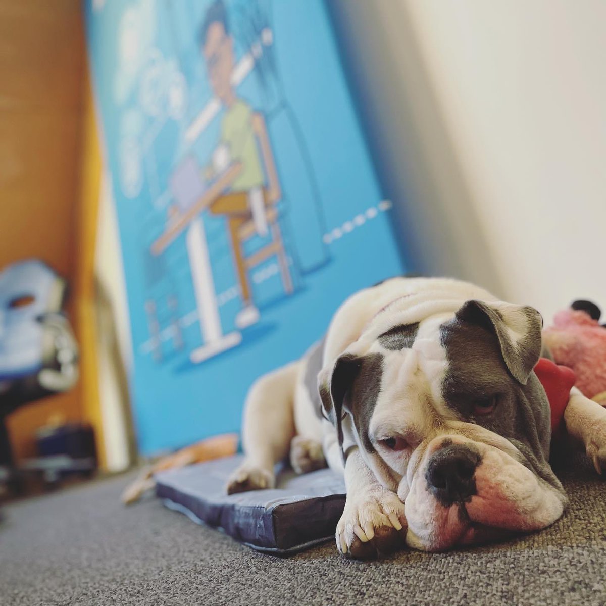 thisisattollo's tweet photo. We’re back in the office and so is our Head of Security working really hard today! 

Thanks Zeus for turning up today, you’re a ⭐️😂

#officedog #officedogsofinstagram #officedoglife #backtooffice #backtoofficework https://t.co/MzgxPFWViI