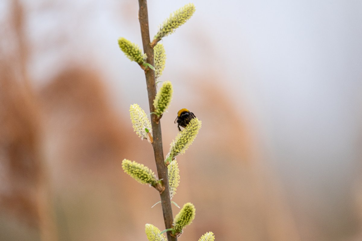 It is spring now and  @TicesMeadow is coming alive with birdsong & buzzing. Butterflies and other insects are emerging, the migratory birds are returning, foxes & cubs can be seen in the fields.  #SaveTicesMeadow  #EarthDay  