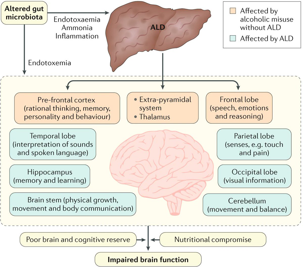 Головной мозг печень кровь. Печень и микробиота. Gut-Liver Axis.