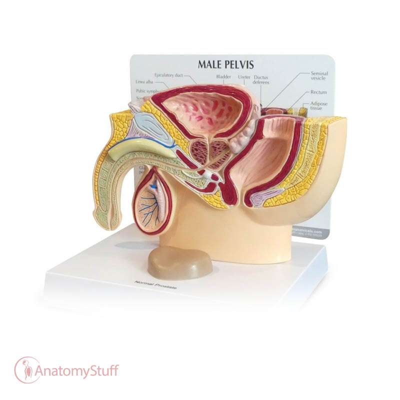 AnatomyStuff's tweet image. This male reproductive system model shows an anatomical cross section of the pelvis, testis and the prostate gland. Ideal for patient education!

anatomystuff.co.uk/male-pelvis-an… 

#malereproductivesystem #crosssectionanatomy #learninganatomy #patienteducation