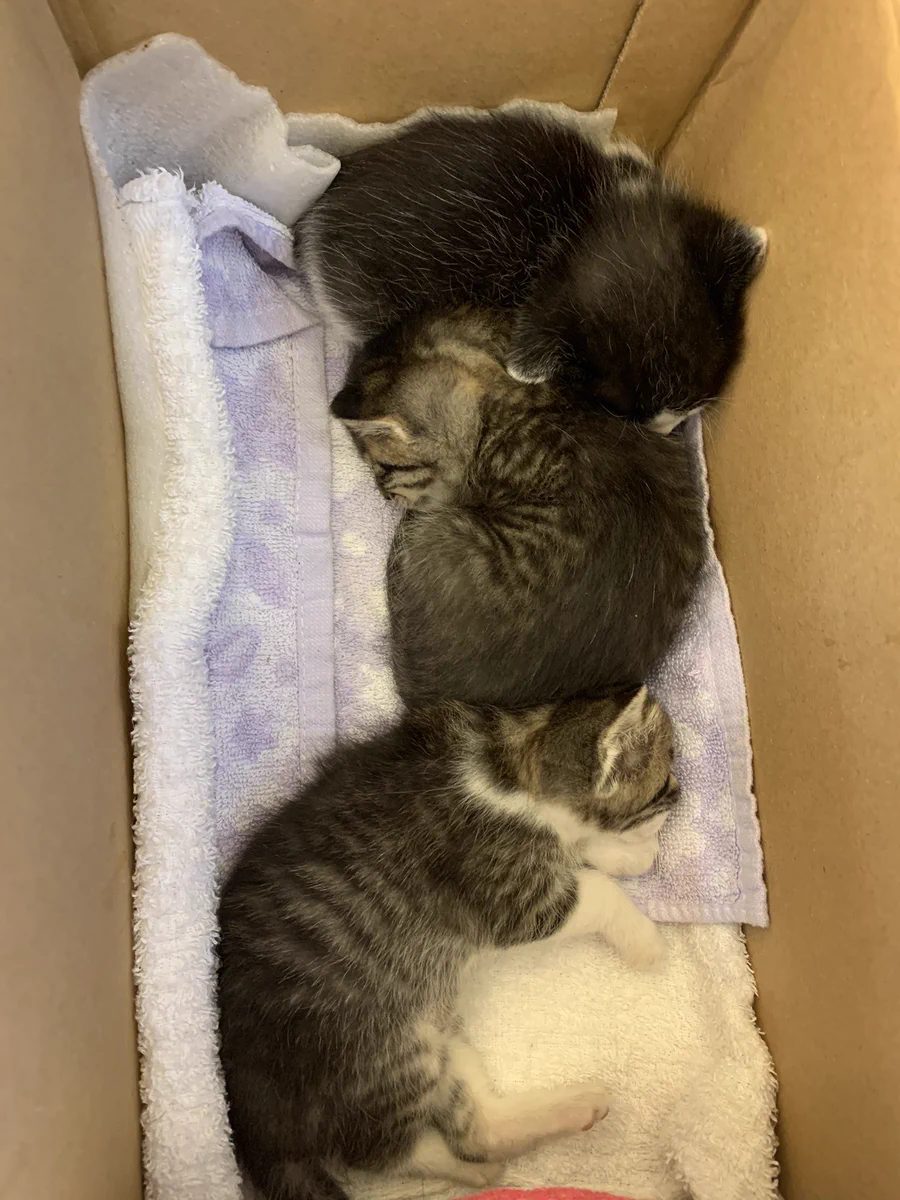 生まれたての猫の赤ちゃんが捨てられた。物資の支援をよろしくお願いいたします。