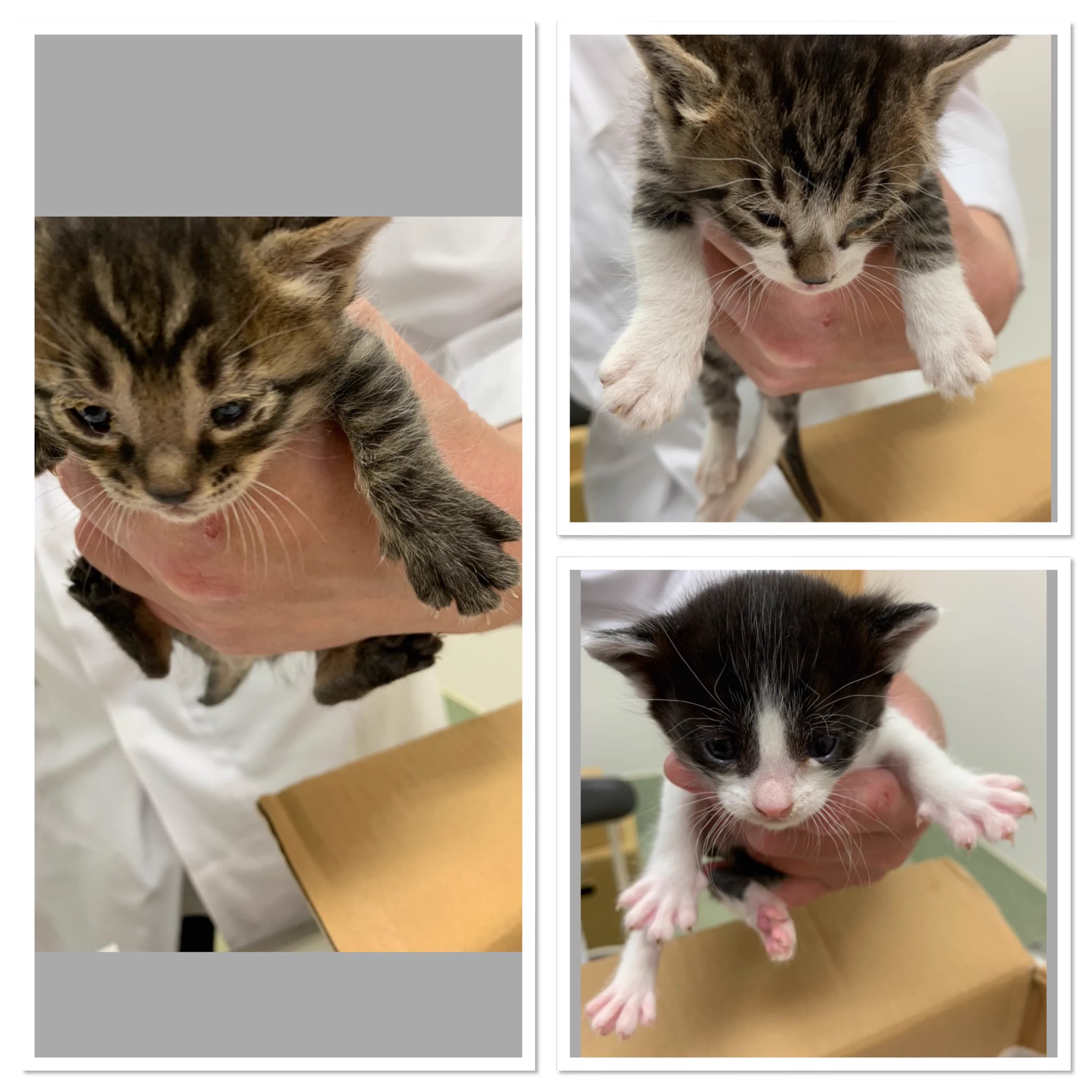 生まれたての猫の赤ちゃんが捨てられた。物資の支援をよろしくお願いいたします。