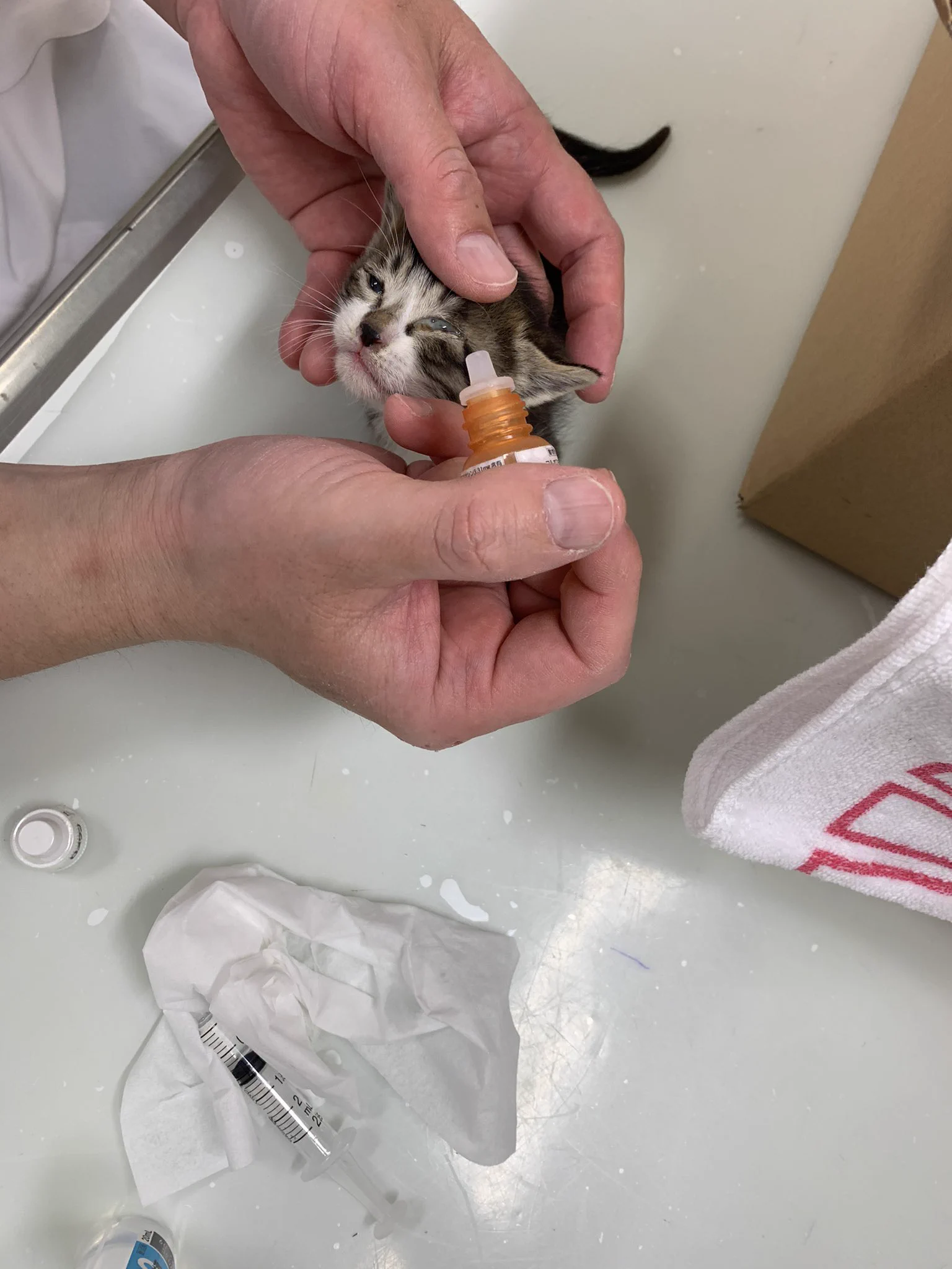 生まれたての猫の赤ちゃんが捨てられた。物資の支援をよろしくお願いいたします。