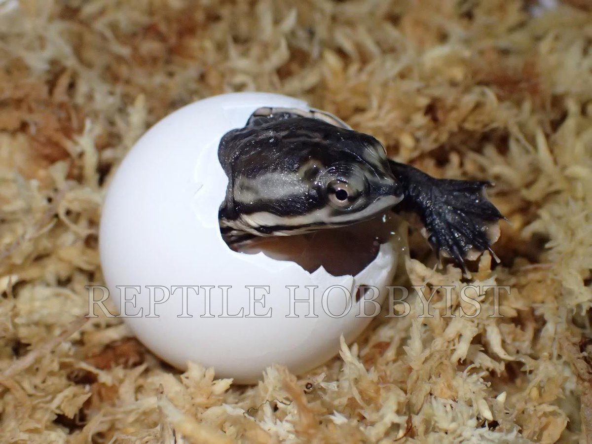 Reptile Hobbyist 数年振りにジェフロアカエルガメが孵化をしました 近年は定番種の繁殖を重視していましたが 新たな種や過去に殖していた種の繁殖にも力をいれます Reptilehobbyist ジェフロアカエルガメ Phrynops Phrynopsgeoffroanus T Reptile Hobbyist 数年振りにジェフロアカエルガメが孵化をしました 近年は定番種の繁殖を重視していましたが 新たな種や過去に殖していた種の繁殖にも力をいれます Reptilehobbyist ジェフロアカエルガメ Phrynops Phrynopsgeoffroanus T