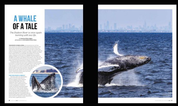 HAPPY EARTH DAY 2021!
Enjoy this beautiful article and photographic spread on Humpback Whales, Dolphins & Seals in NYC called “Whale of A Tail”. p. 68-73 @APCruises  @Downtownmag

online.fliphtml5.com/iiqoh/tznz/?fb…