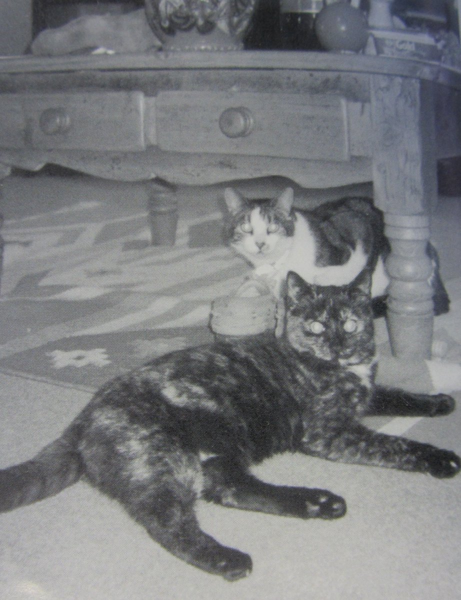 We've talked about <a href="/OakhamSch/">Oakham School</a> houses who have memorable canine residents but never any feline residents. Meet Lu-Lu (foreground), the cat in Lincoln House in 1997. Seemingly adored by the Lincoln boarders, it seems that Lu-Lu firmly adopted the house as her palace! #SchoolCats