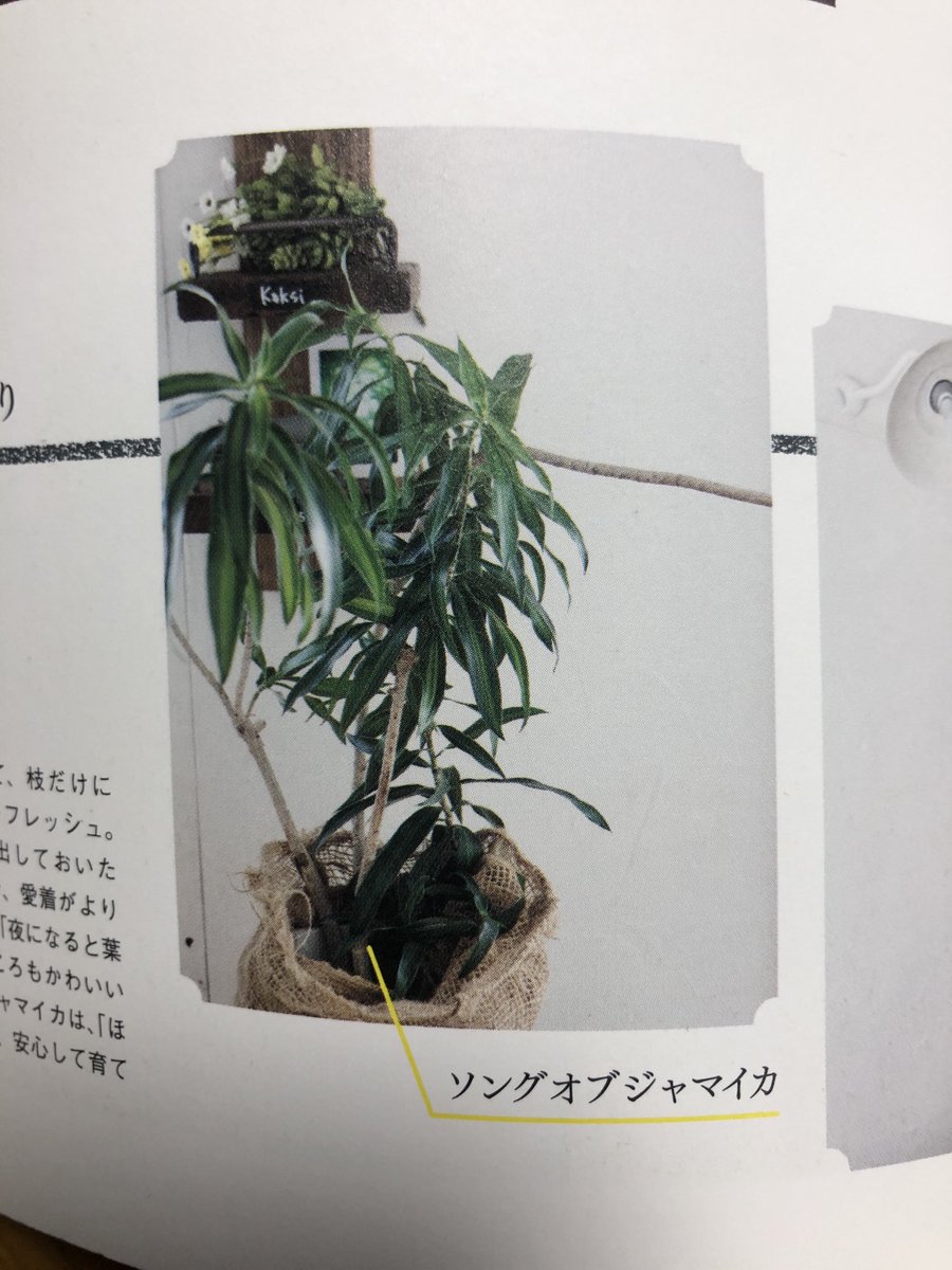 ソングオブジャマイカ ソングオブジャマイカ