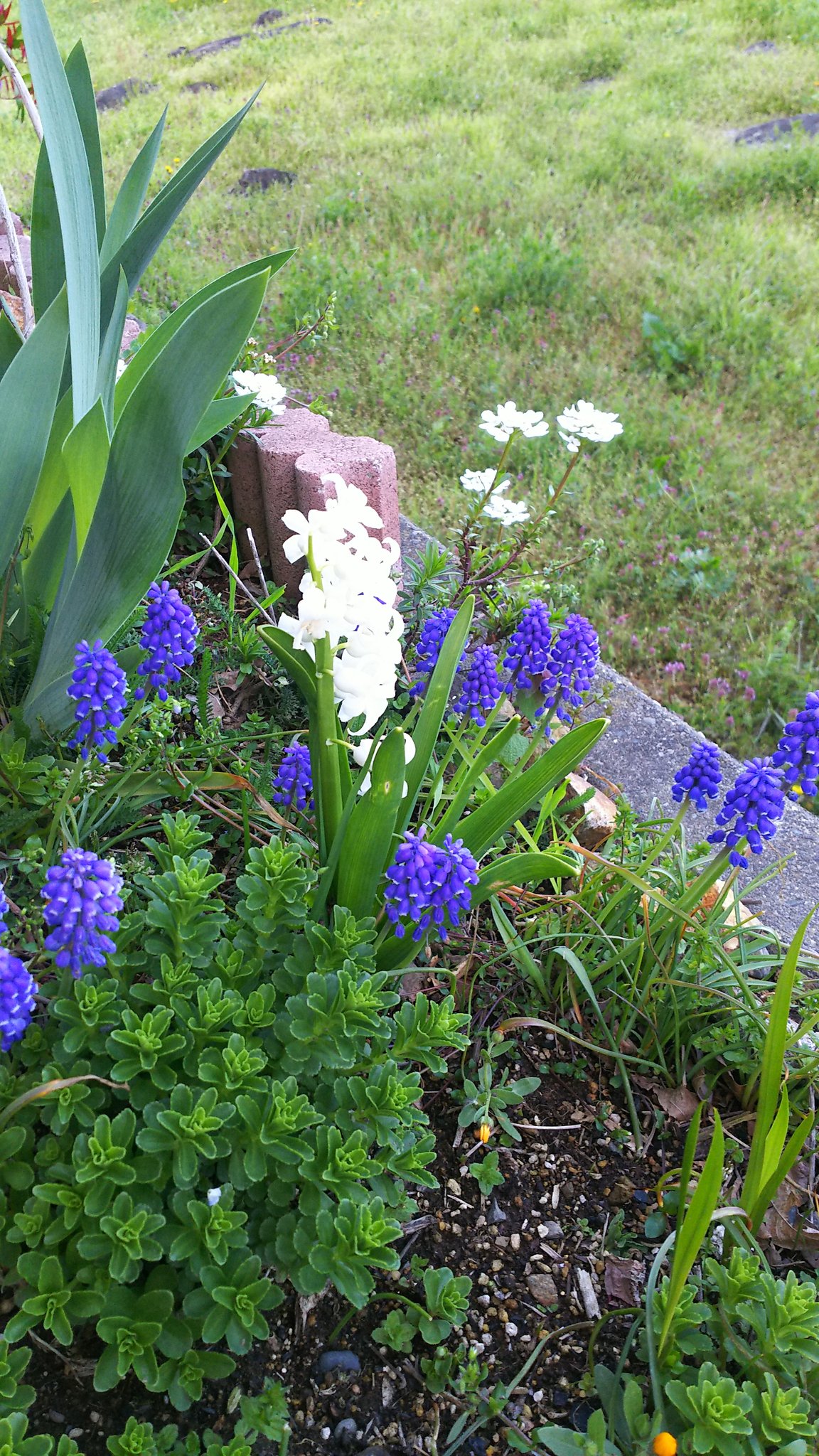 Sanko Hironzai 紫のつぶつぶの花は ムスカリと言う名前です 小さな鈴のようです ムスカリ T Co W8hzxhc5vj Twitter