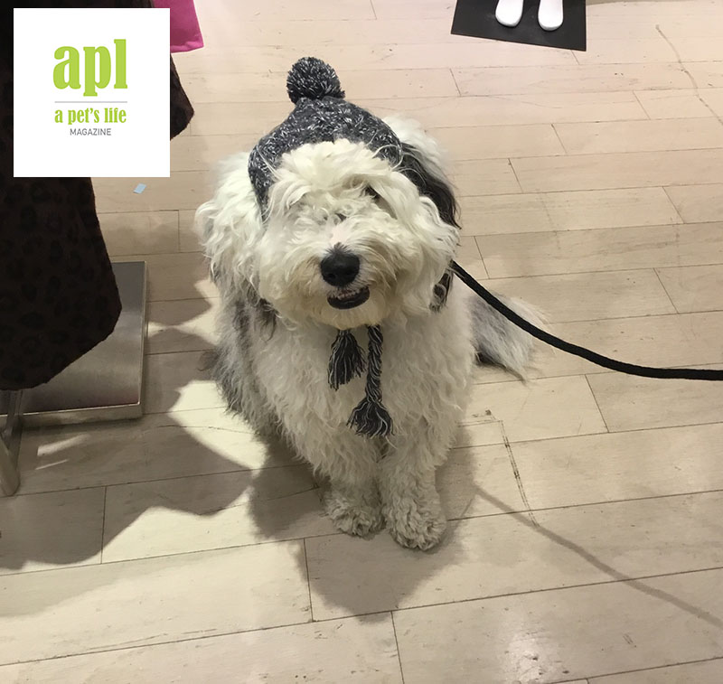 APLMagazine's tweet photo. Meet Frances one of our adorable readers keeping warm on a chilly day! https://t.co/twfyQmjtWz https://t.co/iLOzFiibMQ