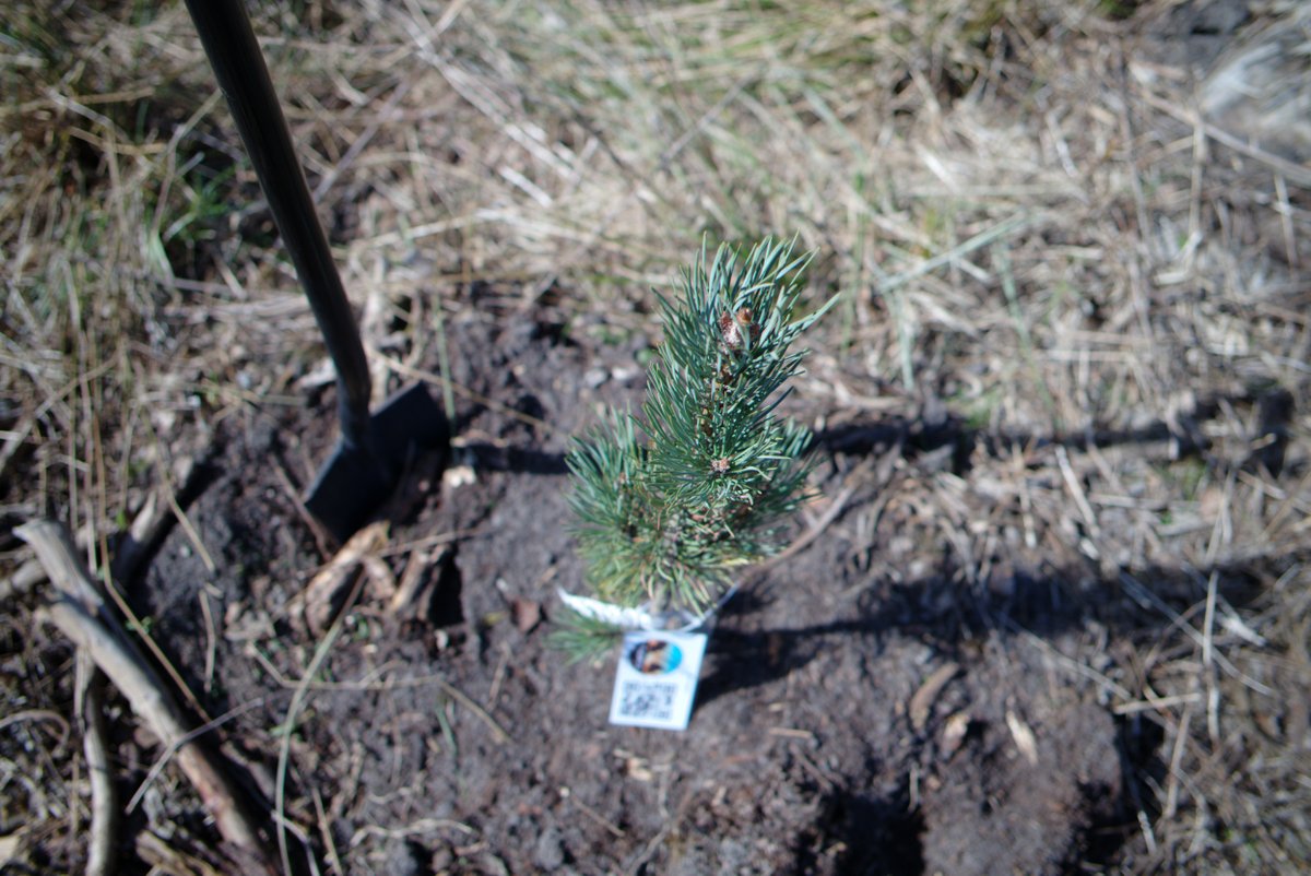 TreeRiseNFT's tweet image. We got another beautiful pine tree minted as NFT!
 rarible.com/token/0x60f801…
