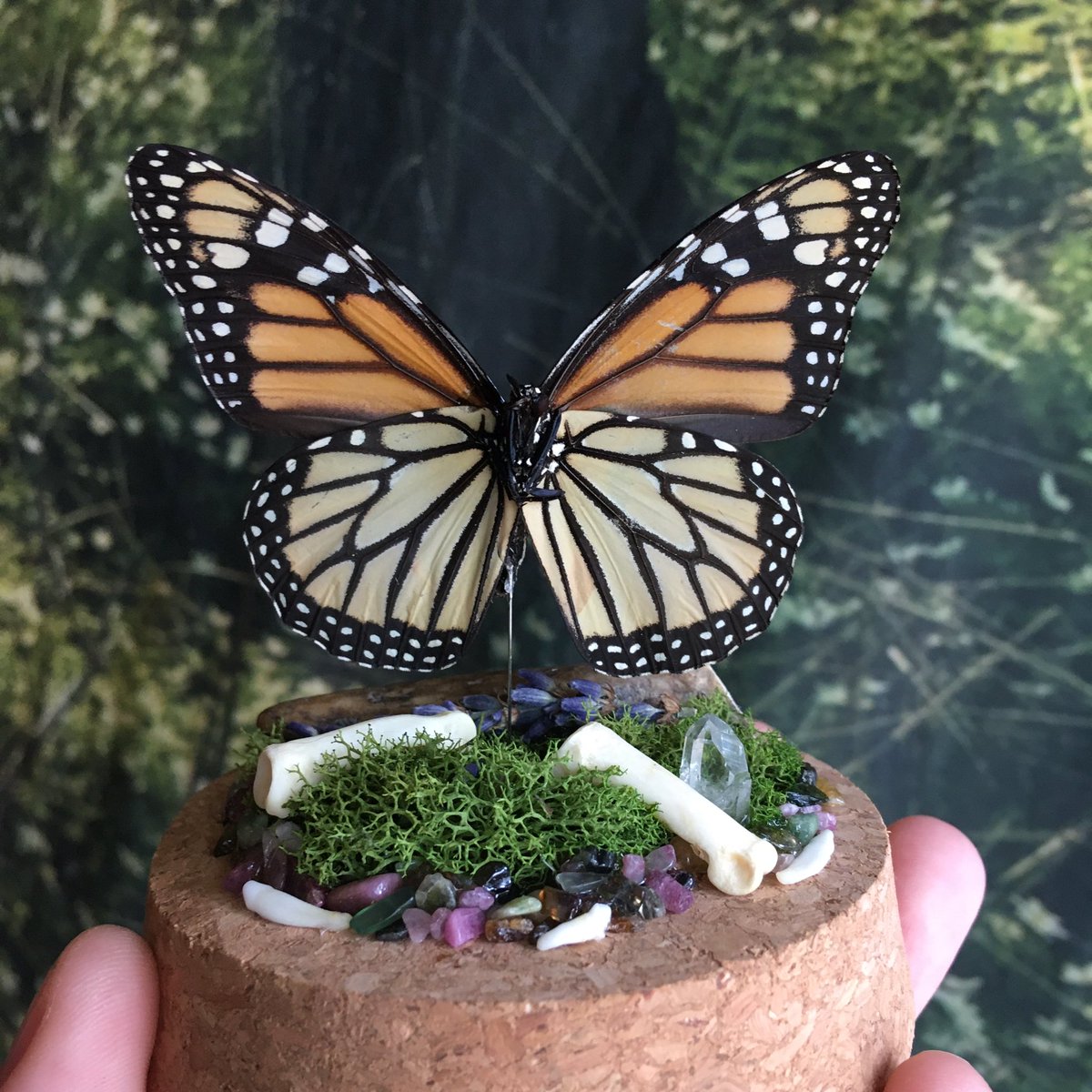 2 Butterfly Mini Worlds will be listed onto ✨sickcuriosity.com✨at some point today!!