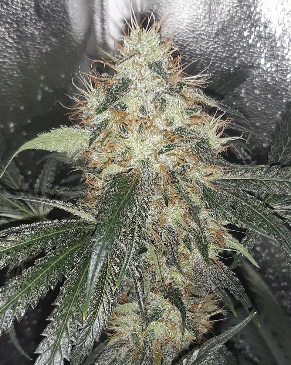 Eva Seeds tweet media