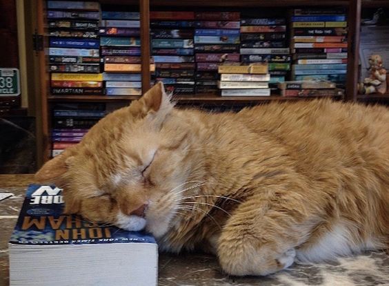 feeling stressed and overworked, might trick a witch into turning me into a bookstore cat