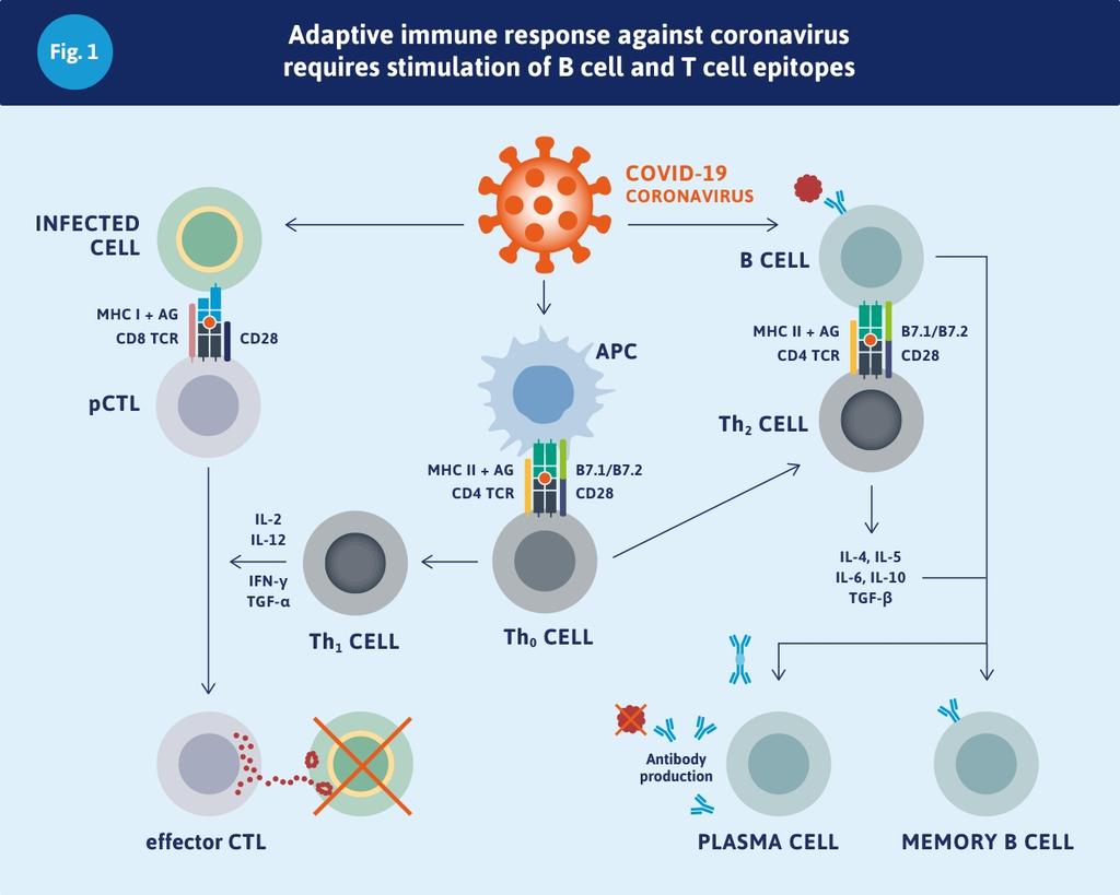 Исследование иммунного ответа. Исследование иммунного статуса расшифровка таблица. Исследование иммунного ответа. Гуморальный иммунитет схема. Схема реакции гуморального иммунитета.