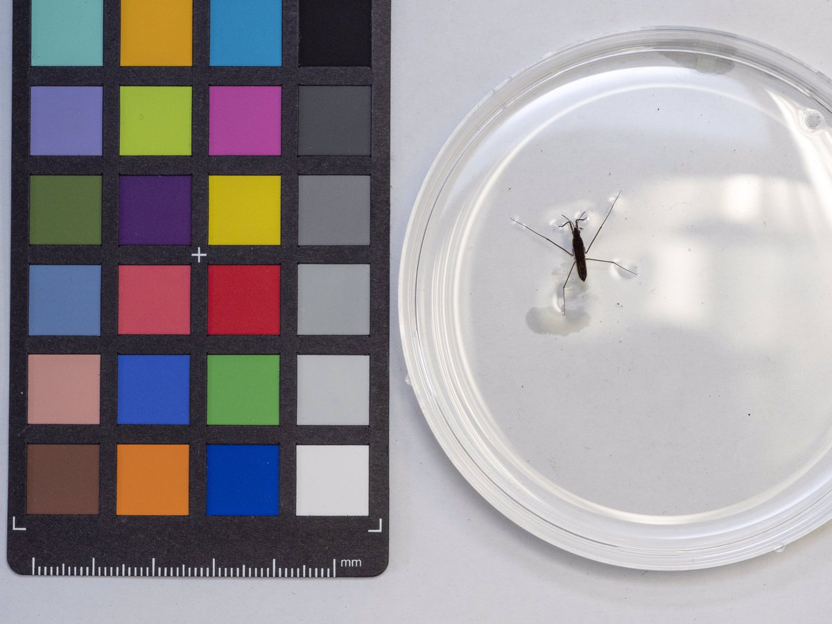 Pictures courtesy of @AAComeault of some insect specimens collected at Treborth Botanical Gardens!
- Mayfly Larvae (Ephemeroptera)
- Water Strider (Gerridae)