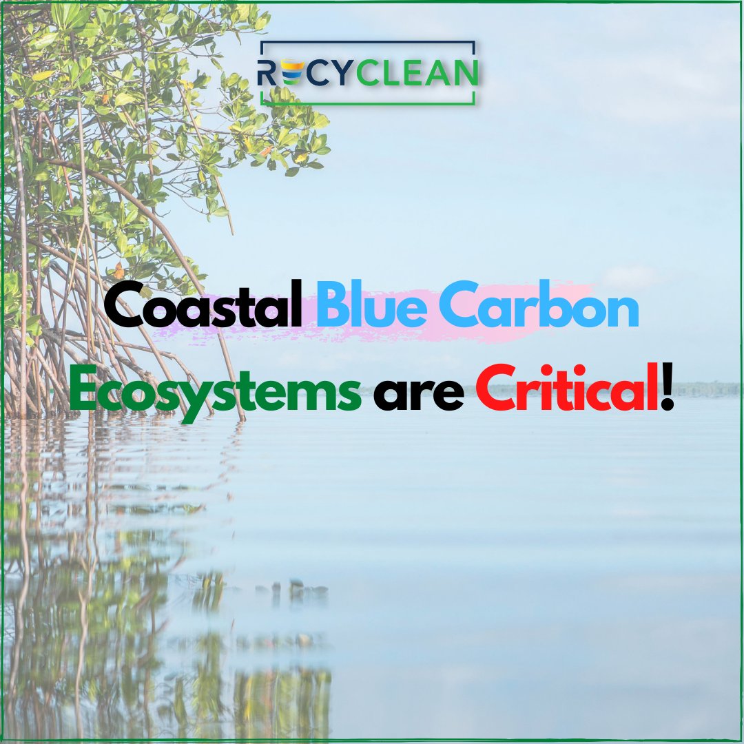 What is Blue Carbon?
Blue carbon is the carbon stored in coastal and marine ecosystems.
.
.
#bluecarbon
#coastalecosystem
#mangroves
#marineecosystem
#climatechange
#conservation
#marinelifematters
#mangroveforest
#mangrove
#carbonsink
#environment