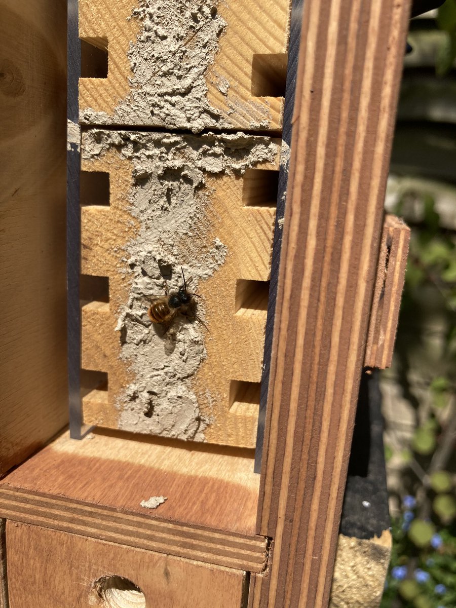 The boys are back! 
My red mason bee babies started emerging on Tuesday and now there’s approx 10 males scouting about the flowers waiting for the girls 😍 #redmasonbees #beeguardian @uk_masonbees @N_Nature @btnhovewildlife @Kate_Bradbury @DaveGoulson