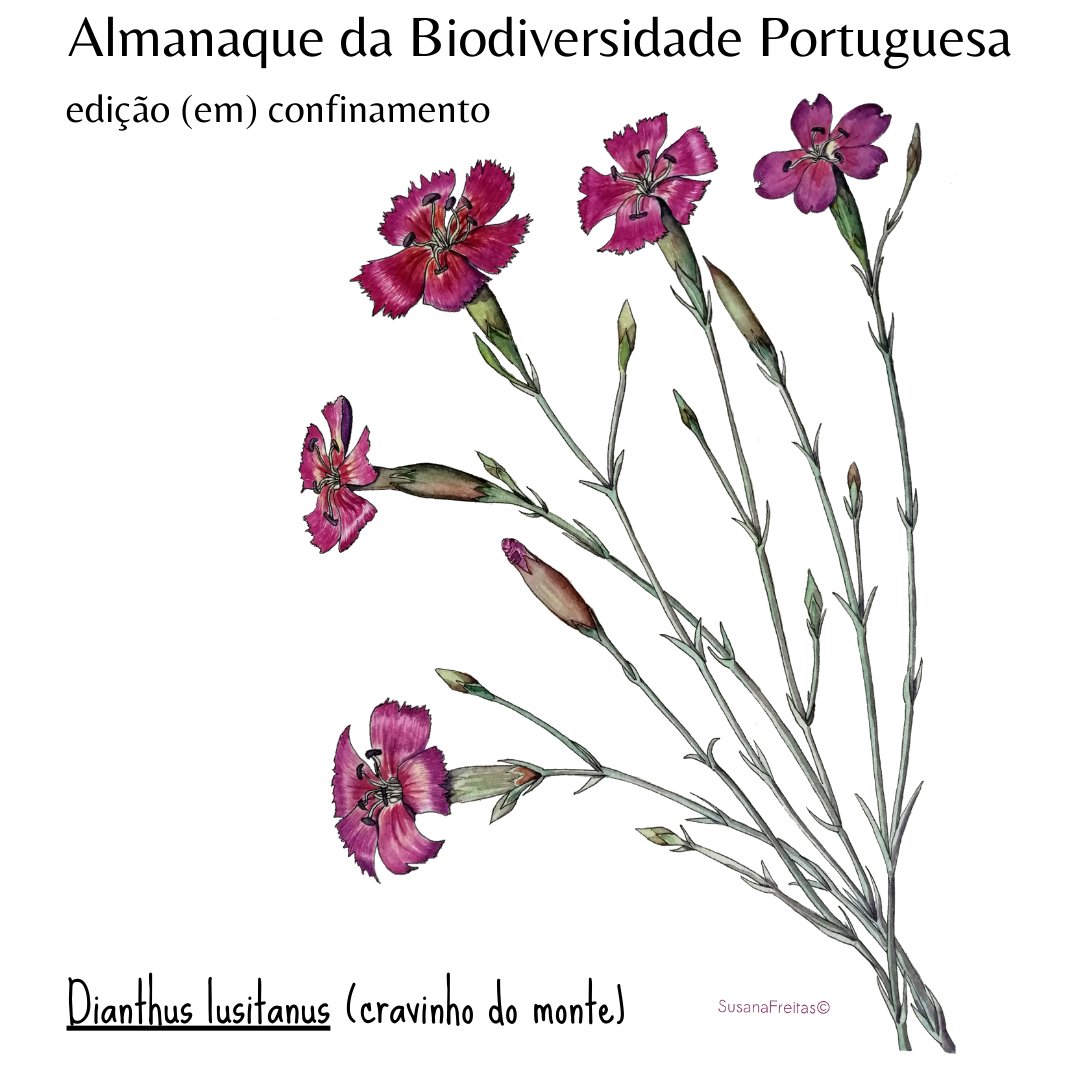 ptfapas's tweet photo. Dianthus lusitanus is the species this week, a wild carnation found in Continental Portugal.

Plenty of other Dianthus will be "active" this Sunday :) Share your photos with us!

+ info -> https://t.co/rWz2lCupbq (in pt)

#almanac #biodiversity #mountains #25ofApril https://t.co/a2R6lUdYSW
