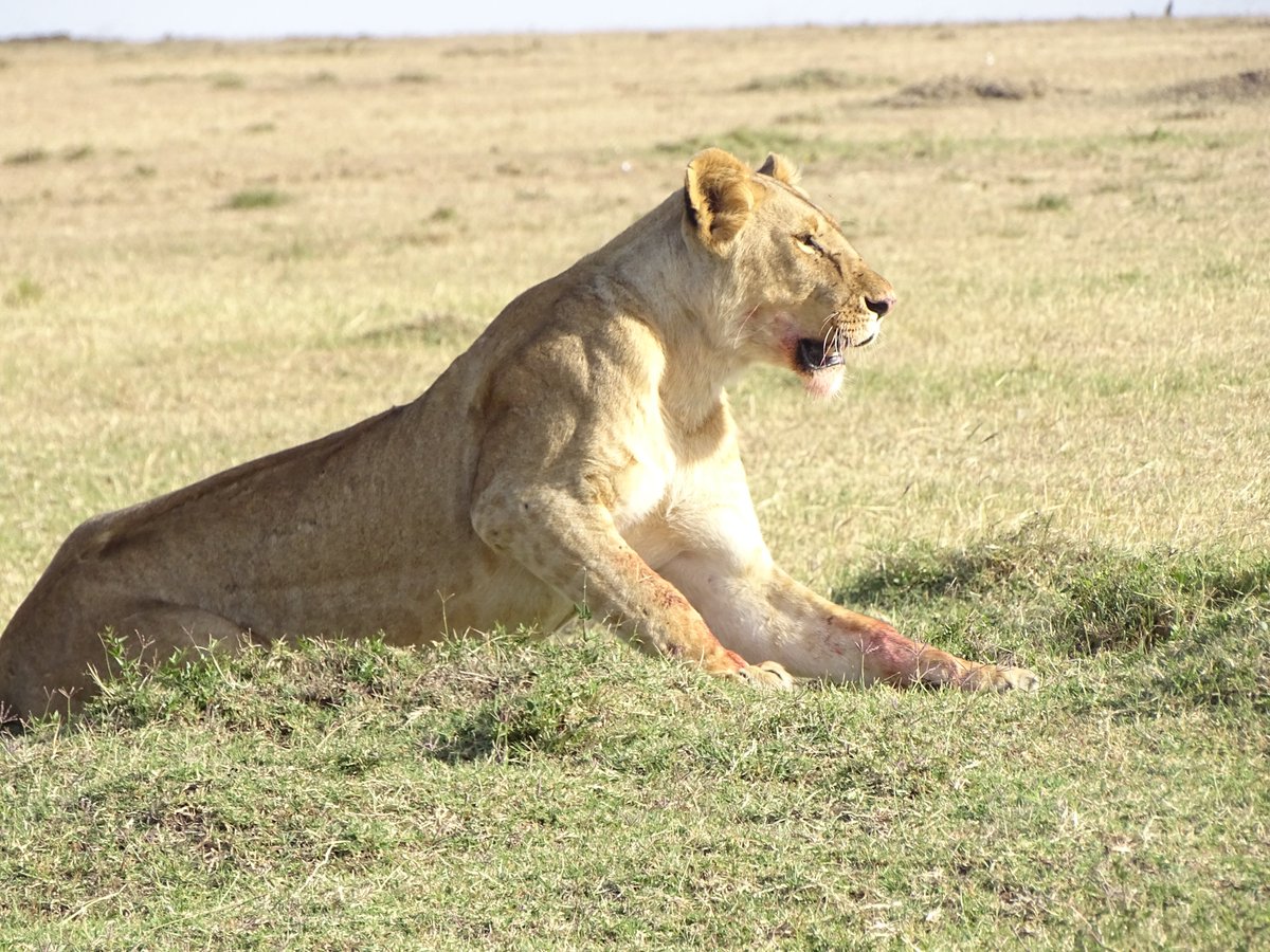 DancomTours's tweet photo. Game Drive
#safaris #gamedrives #dancomtours https://t.co/nSIavrKlLD