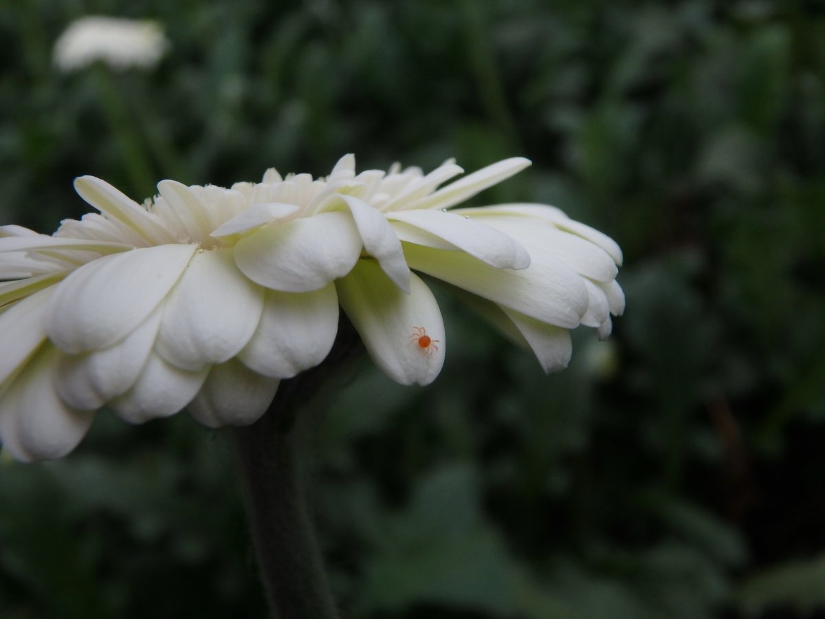 Vineland Research and Innovation Centre tweet media