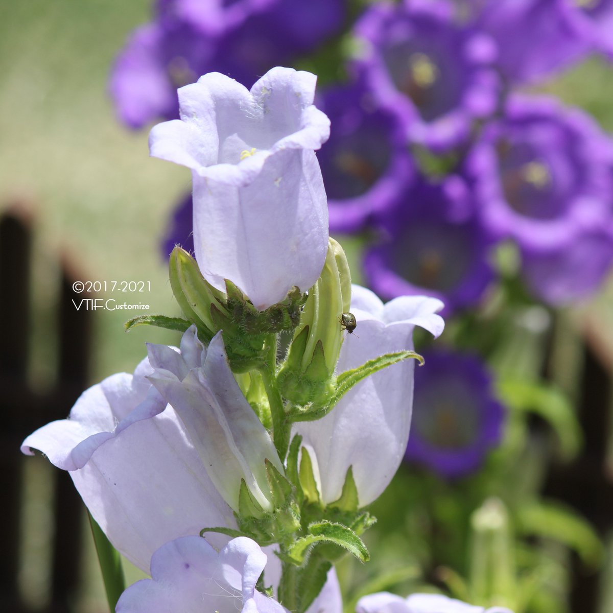 カンパニュラ 右 Twitter Search