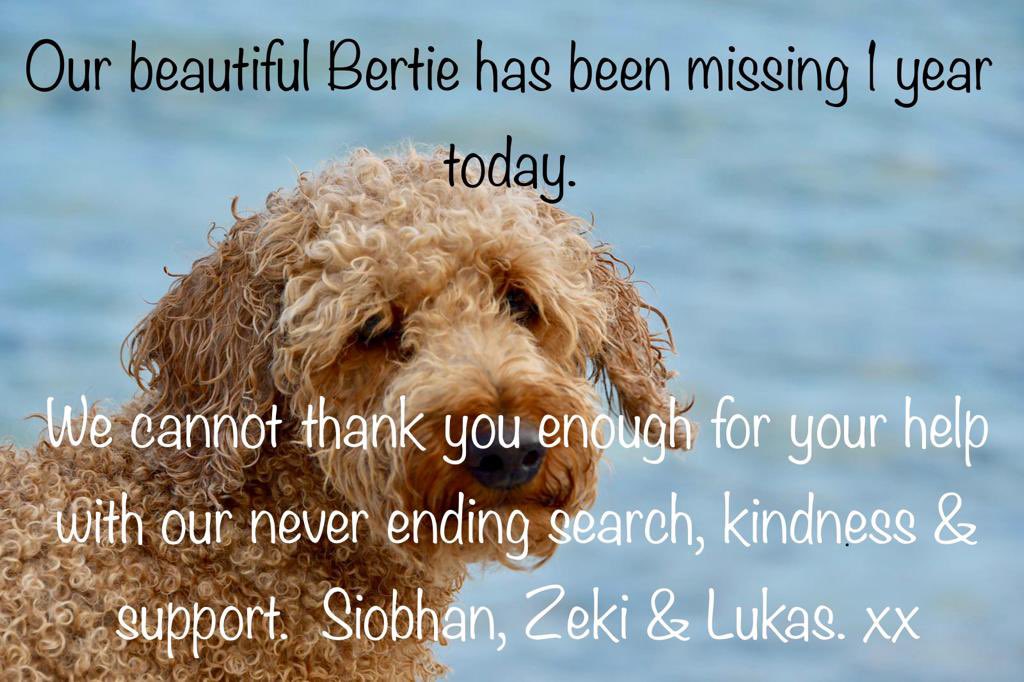 Thank you to all of you .. our search for beautiful Bertie continues, as does the search for all those lost and stolen dogs out there
With love from 
Siobhan Zeki and Lukas xxx
#findbertie