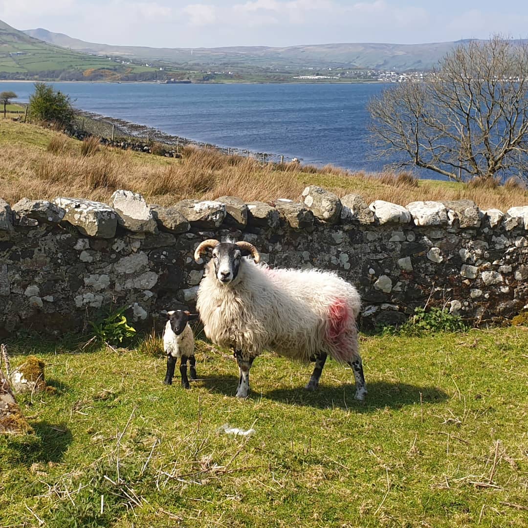 SandyLaverty's tweet photo. Enjoying the sun at the Ardclinis church ruins https://t.co/RF7yWT2ZSi