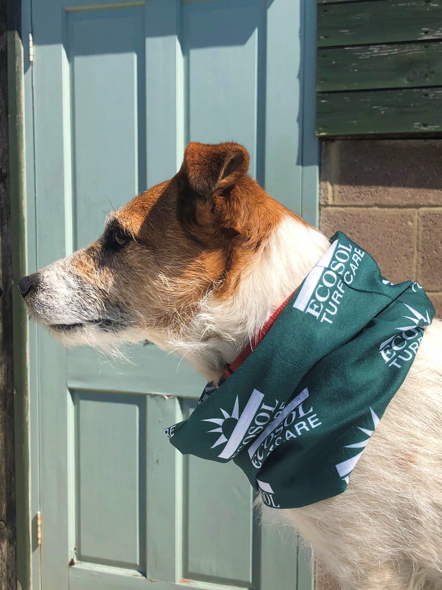 Here are Bretton and Bates modelling the new Ecosol Turfcare snoods. #ecosolturfcare #brandedproducts #facecoverings #doggybandana