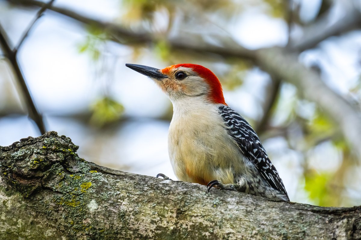 A watchful Red-Bellied Woodpecker considers the strange human below who is holding an odd box that makes clicking sounds.

#TBT Taken in my backyard, Spring 2020

#redbelliedwoodpecker #woodpecker #thatstare
#wildlife #wildlifephotography #birding #birdtwitter #birdtonic