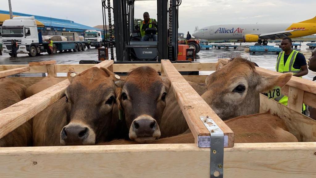 Update: 250 cows arrived this morning, for onward delivery to Ikun Dairy Farm Limited; a JV between  @ekitistategov and  @PromasidorGroup. We now have 300 jersey cows, and almost 500 in total. We moo-ve!