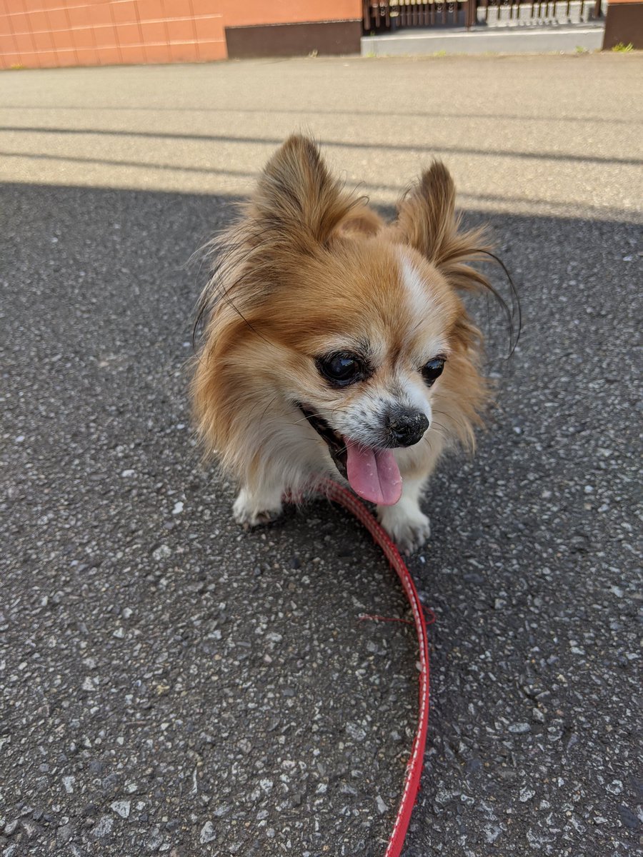チワワちゃん 画像 最新情報まとめ みんなの評価 レビューが見れる ナウティスモーション