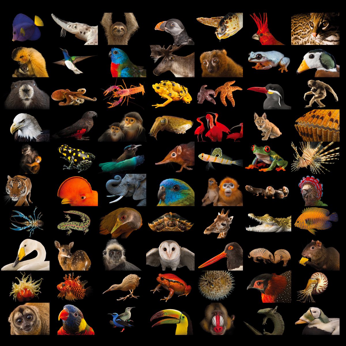 joelsartore tweet picture