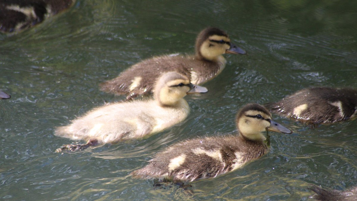 They go, and I quote, "Peep, peep, peep."Baby duck thread - Part 13