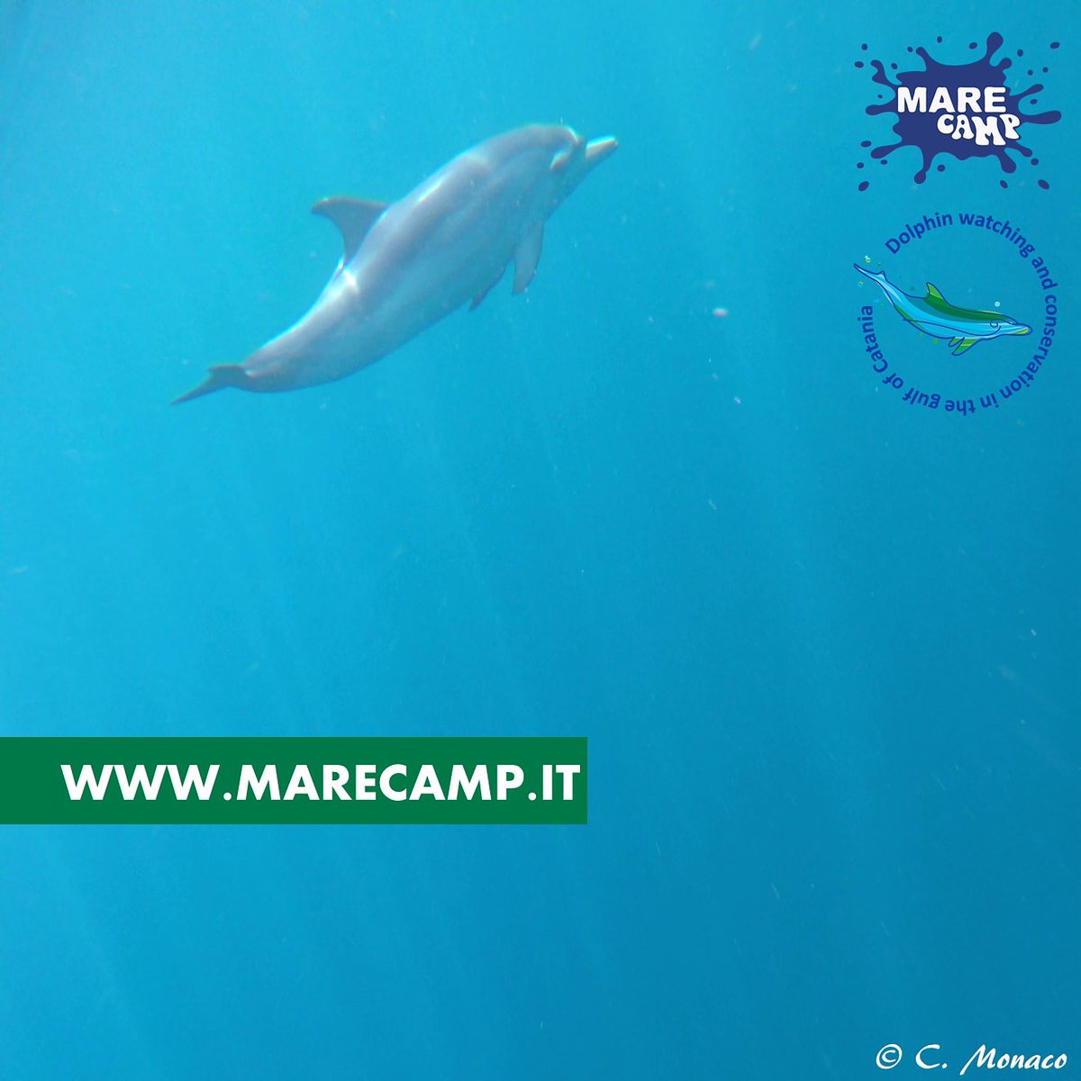 #HappyEarthDay2021! For a healthy #planet for a long time to come.

#giornatamondialedellaterra #dolphin #pianetamare #marecamp #catania #sicily #mediterranean #blu #green #environment #nature #wildlife 
Ph @claramonaco_ct